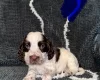 Cocker Spaniel (Show)