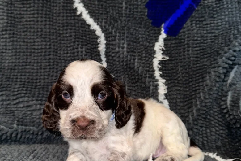Cocker Spaniel (Show)