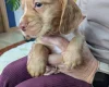 Cocker Spaniel (Working)