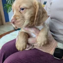 Cocker Spaniel (Working)