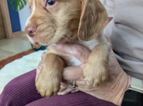 Cocker Spaniel (Working)