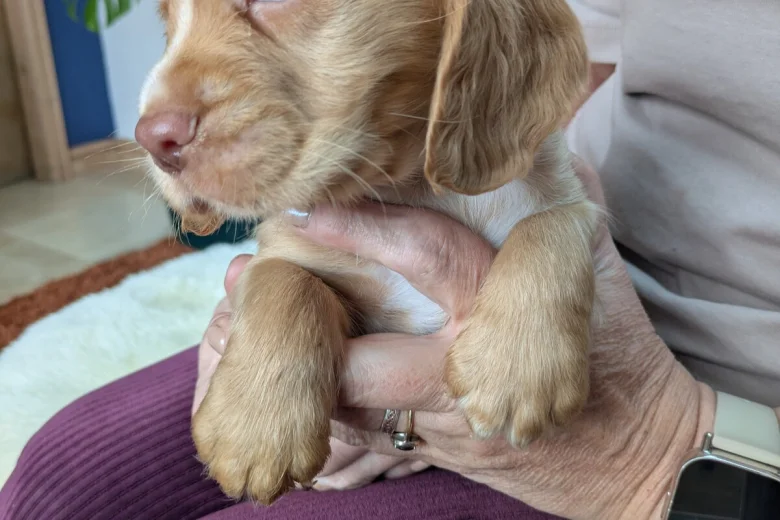 Cocker Spaniel (Working)