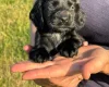 Cocker Spaniel (Working)