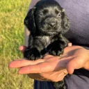 Cocker Spaniel (Working)