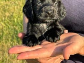 Cocker Spaniel (Working)