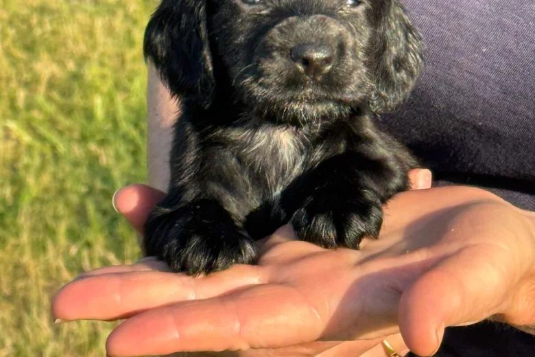 Cocker Spaniel (Working)