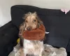 Cocker Spaniel (Show)