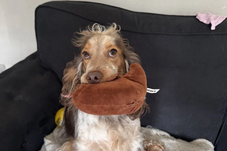Cocker Spaniel (Show)