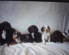Cocker Spaniel (Working)