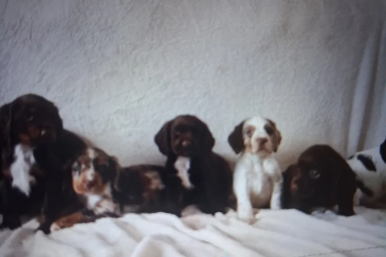 Cocker Spaniel (Working)