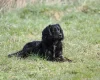Cocker Spaniel (Working)