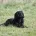 Cocker Spaniel (Working)