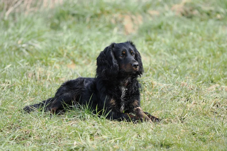 Cocker Spaniel (Working)
