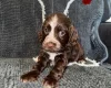 Cocker Spaniel (Show)