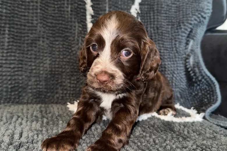 Cocker Spaniel (Show)