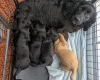 Cocker Spaniel (Working)