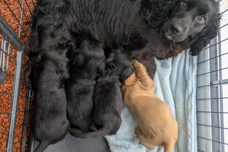 Cocker Spaniel (Working)