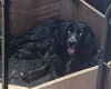 Cocker Spaniel (Working)