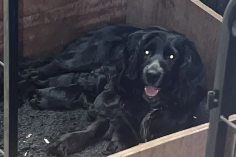 Cocker Spaniel (Working)