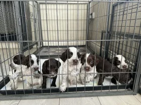 Cocker Spaniel (Show)