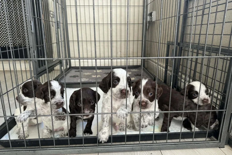 Cocker Spaniel (Show)