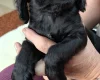 Cocker Spaniel (Working)