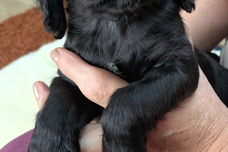 Cocker Spaniel (Working)
