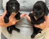 Cocker Spaniel (Working)