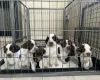 Cocker Spaniel (Show)