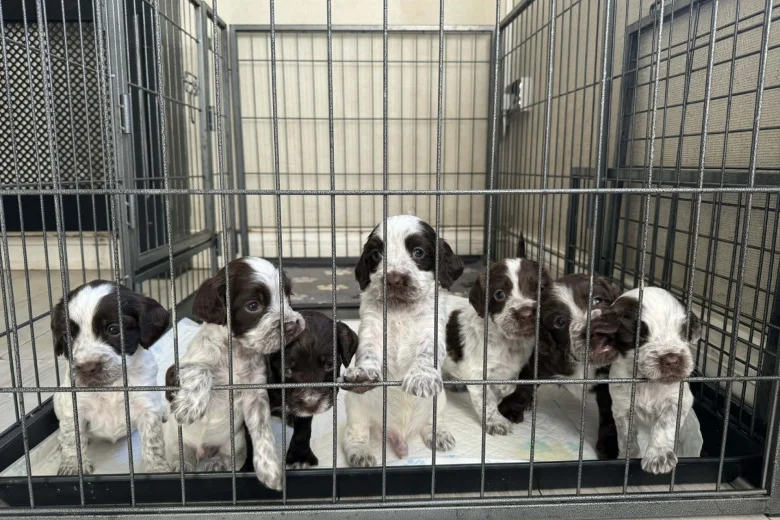 Cocker Spaniel (Show)