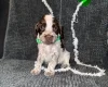 Cocker Spaniel (Show)