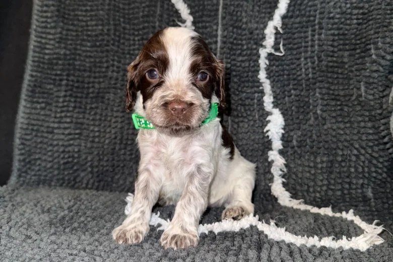 Cocker Spaniel (Show)