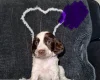 Cocker Spaniel (Show)