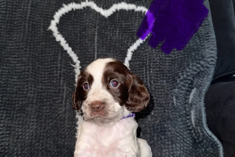 Cocker Spaniel (Show)