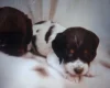 Cocker Spaniel (Working)