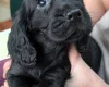 Cocker Spaniel (Working)