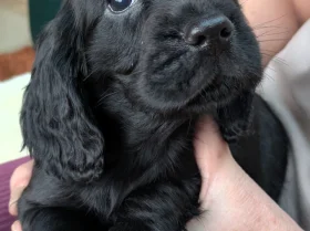 Cocker Spaniel (Working)
