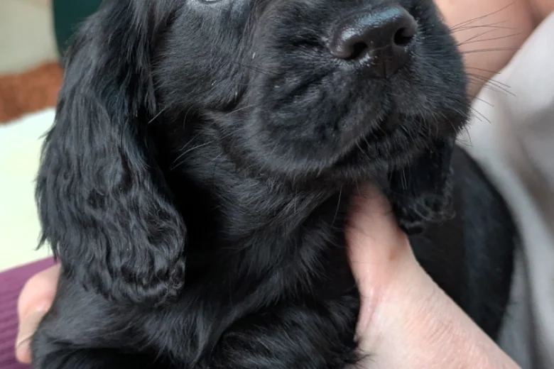 Cocker Spaniel (Working)