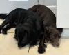 Cocker Spaniel (Working)
