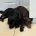 Cocker Spaniel (Working)