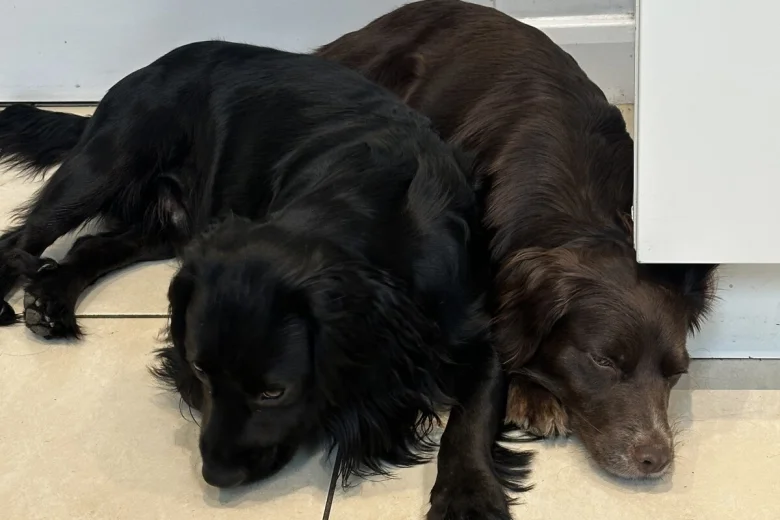 Cocker Spaniel (Working)