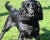 Cocker Spaniel (Working)