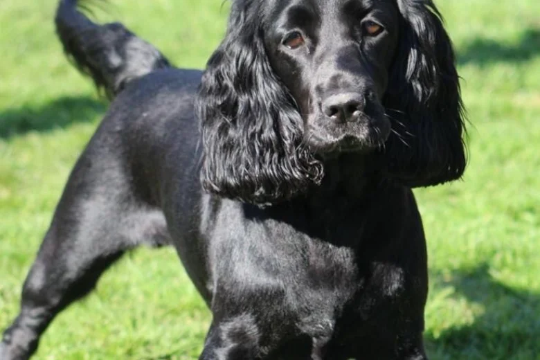 Cocker Spaniel (Working)