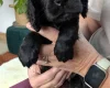 Cocker Spaniel (Working)