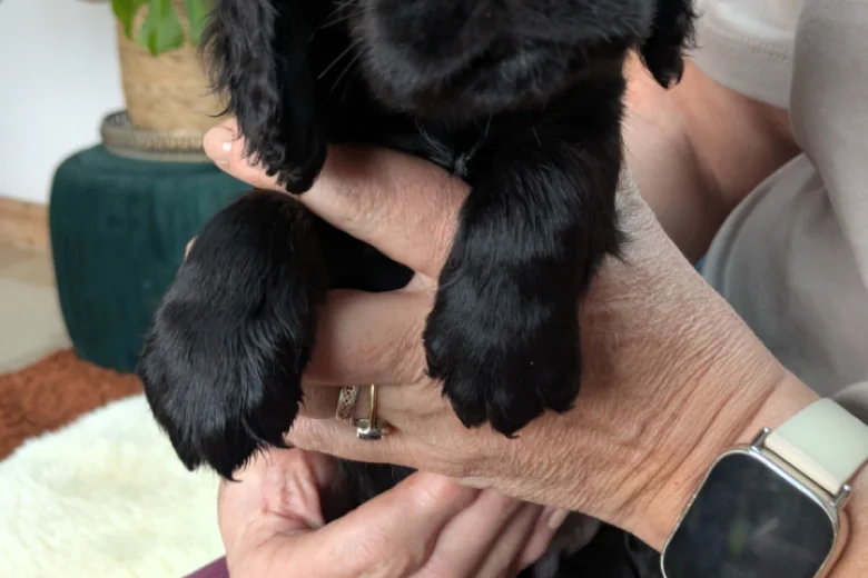 Cocker Spaniel (Working)