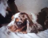 Cocker Spaniel (Working)