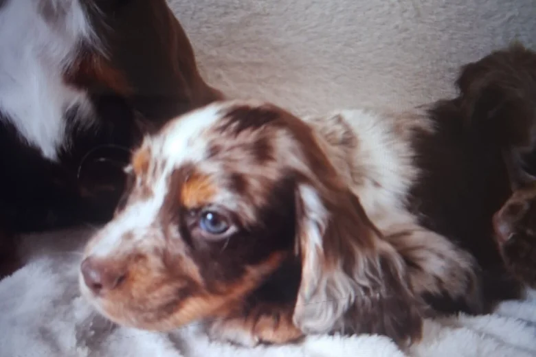 Cocker Spaniel (Working)