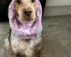 Cocker Spaniel (Show)