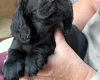 Cocker Spaniel (Working)