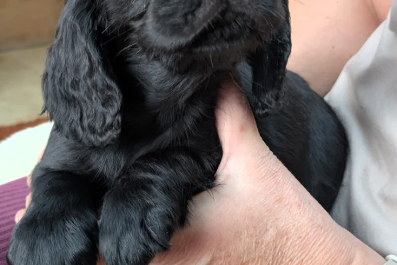 Cocker Spaniel (Working)